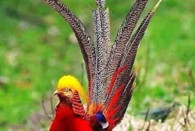 natural