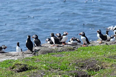Puffins, Farne Islands, England