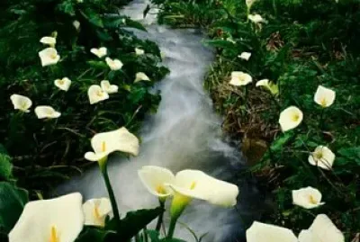 פאזל של hermoso jardin en riachuelo