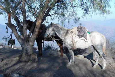 caballos