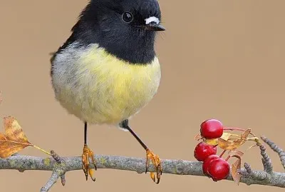 natural
