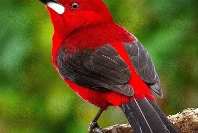 natural