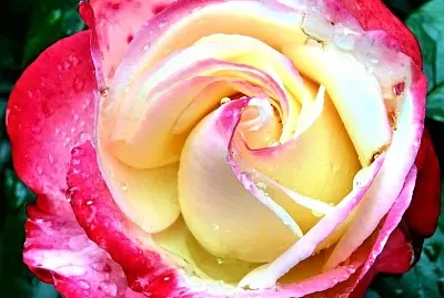flores