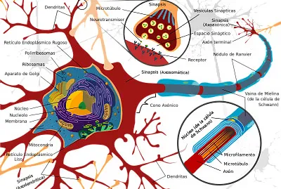sistema nervioso jigsaw puzzle