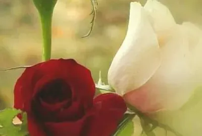 rosas jigsaw puzzle