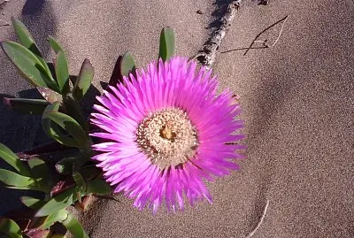 Flor en los mÃ©danos de Necochea, Argentina