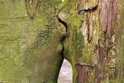 AMORE TRA ALBERI