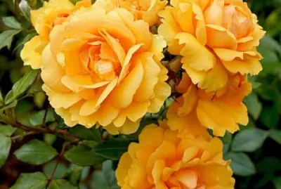 flores