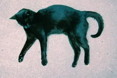 Black Cat