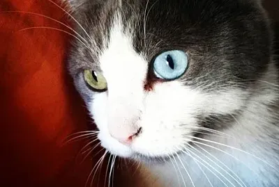 Mica Cat Different Eye Color