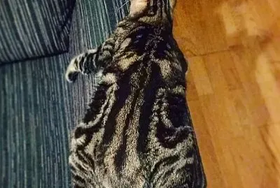 Xochitl Cat