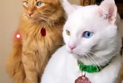 Cats Kento and Coco jigsaw puzzle