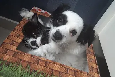 פאזל של Luna y Bigotes