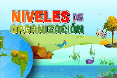 NIVELES DE ORGANIZACIÃ“N