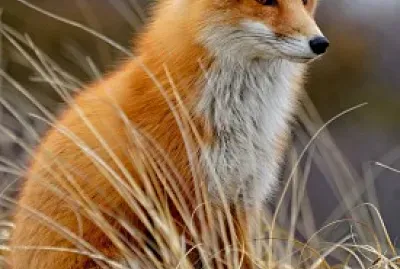 zorrito :3 jigsaw puzzle