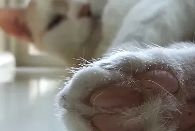 Kitty tootsie jigsaw puzzle