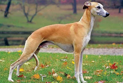 Whippet