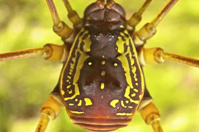 Cosmetidae 01