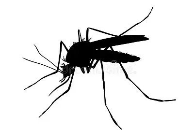 mosquito