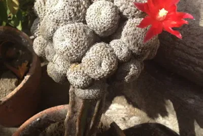 פאזל של Naturaleza