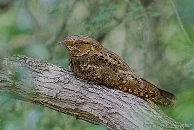 Succiacapre della carolina