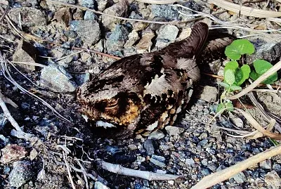 Succiacapre delle filippine