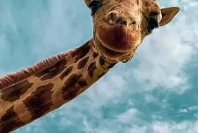 lindo