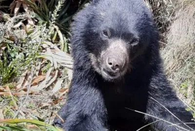 Oso andino (Termarctos ornatus)