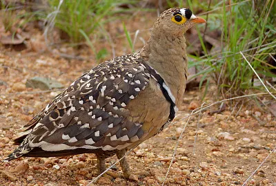 Grandule doppiabanda