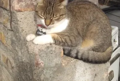 linda es linda jigsaw puzzle