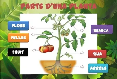 פאזל של parts de la planta