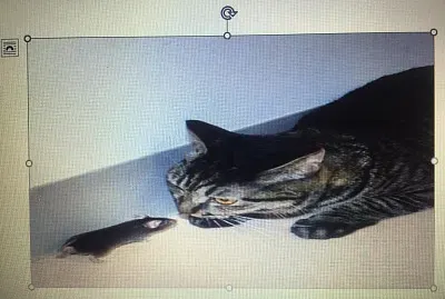 פאזל של Ø§Ù„Ù‚Ø· ÙˆØ§Ù„ÙØ§Ø±