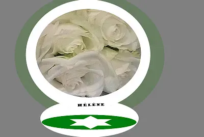 Roses blanches