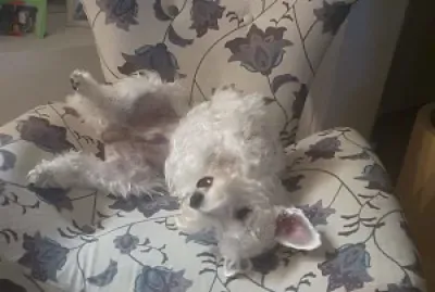 cachorro na cadeira jigsaw puzzle