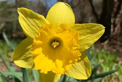 xenots jigsaw puzzle