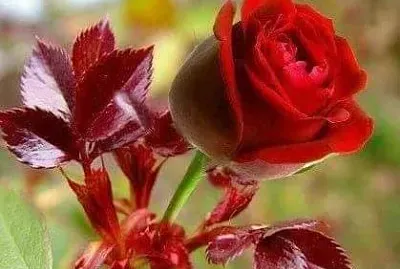 imagem jigsaw puzzle