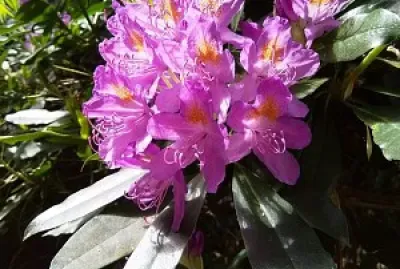 flores jigsaw puzzle