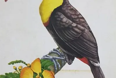 Tucan