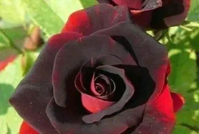roses jigsaw puzzle