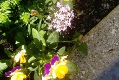 Petites pensÃ©es avec muret
