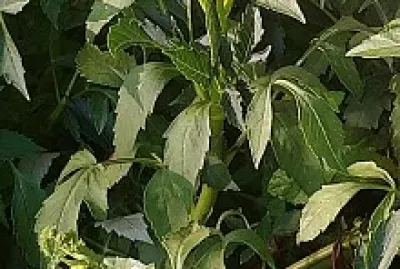 Dahlias Blanc
