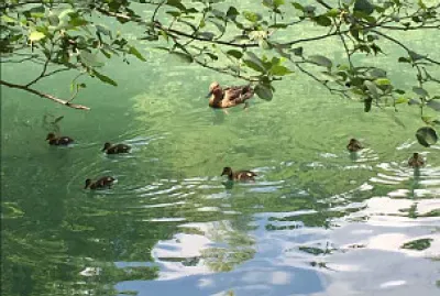 canard jigsaw puzzle