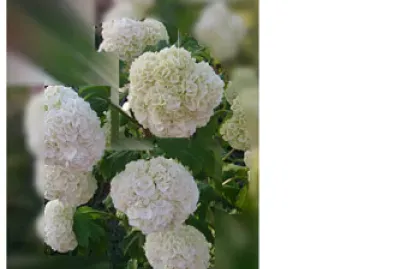 Hortensia