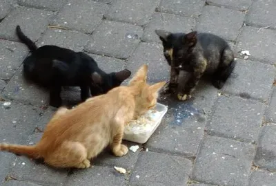 3 ×—×ª×•×œ×™× ×™×ª×•×ž×™× ×©×ž×§×‘×œ×™× ×˜×™×¤×•×œ ××•×›×œ jigsaw puzzle