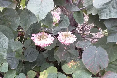 ×©×™×— ×©×œ ×“×•×ž×‘×™××” ×•×•×¨×•×“×”