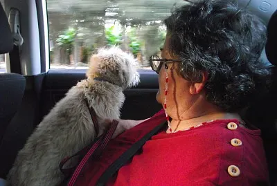 ×‘× ×¡×™×¢×” ×¢× ×¡×•×¤×™×” ×›×œ×‘×ª×™