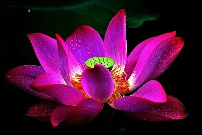 flores