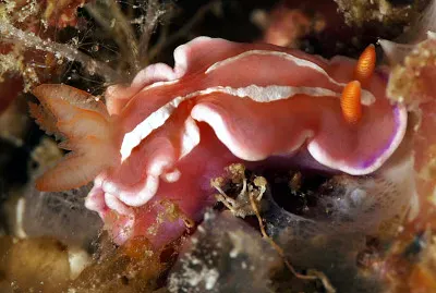 Noumea alboannullata