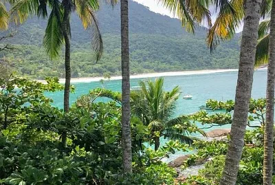 Las palmeras de aventureiro