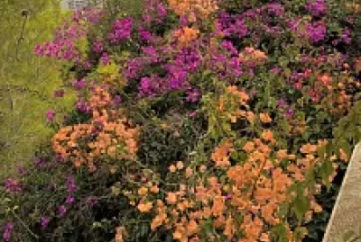 Santa Ritas del Mediterraneo